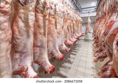 Lamb Carcasses Hanging On Hooks In Slaughter House Before Transfer To Market Or Cold Room Or Cutting. Refrigerated Warehouse, Hanging Hooks Of Frozen Lamb Carcasses. Halal Cut. 