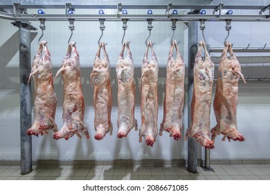 Lamb Carcasses Hanging On Hooks In Slaughter House Before Transfer To Market Or Cold Room Or Cutting. Refrigerated Warehouse, Hanging Hooks Of Frozen Lamb Carcasses. Halal Cut. 