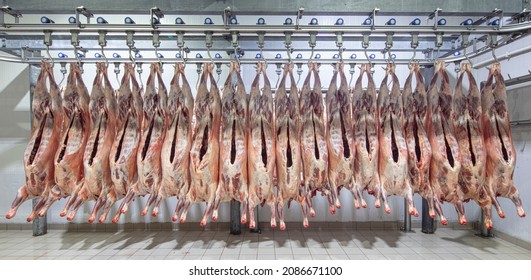 Lamb Carcasses Hanging On Hooks In Slaughter House Before Transfer To Market Or Cold Room Or Cutting. Refrigerated Warehouse, Hanging Hooks Of Frozen Lamb Carcasses. Halal Cut. 