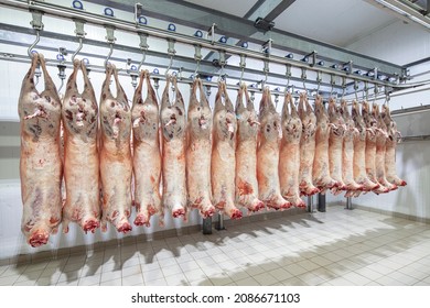 Lamb Carcasses Hanging On Hooks In Slaughter House Before Transfer To Market Or Cold Room Or Cutting. Refrigerated Warehouse, Hanging Hooks Of Frozen Lamb Carcasses. Halal Cut. 