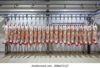 Lamb Carcasses Hanging On Hooks In Slaughter House Before Transfer To Market Or Cold Room Or Cutting. Refrigerated Warehouse, Hanging Hooks Of Frozen Lamb Carcasses. Halal Cut. 