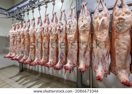 Lamb carcasses hanging on hooks in slaughter house before transfer to market or cold room or cutting. Refrigerated warehouse, hanging hooks of frozen lamb carcasses. Halal cut. 