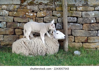 A lamb climbing on its mother’s back against a dry stone wall in Yorkshire, UK. - Shutterstock ID 2243057543