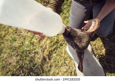 Lamb drinking milk from a bottle, Hand raising and growth from a sheep