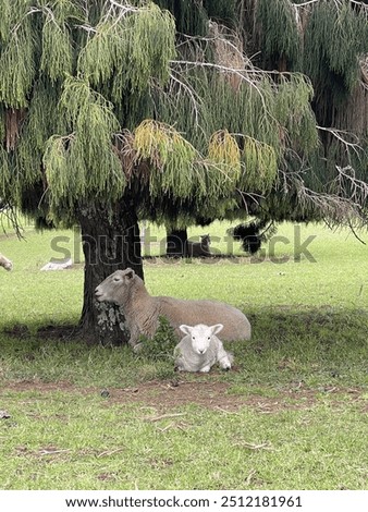 Lamb and ewe under tree