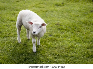 Lamb in a field