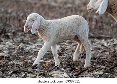 lamb in the flock