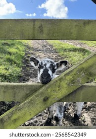 A lamb looking through a gate 