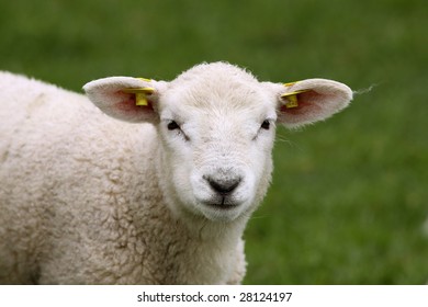 Face White Lamb Looking You Bright Stock Photo 140729365 | Shutterstock