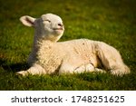 Lamb lying down and sleeping