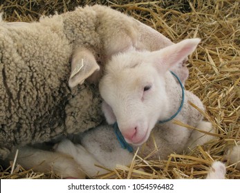 Lamb With Mother On Straw Bedding