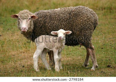 Similar – Schönes Lamm neben seiner Mutter