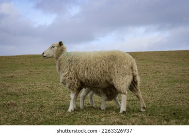Lamb nursing with mom in Ireland - Shutterstock ID 2263326937