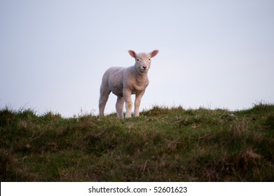 Lamb On Maiden Castle Dorchester Dorset