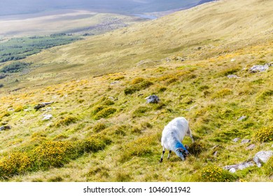 Lamb On Mount Brandon