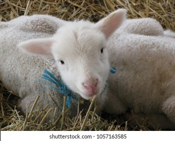 Lamb on Straw