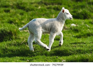 Lamb In The Peak District National Park Derbyshire