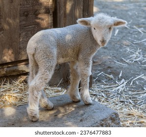 Lamb posing inside sheep pen. Farm in Northern California, USA.