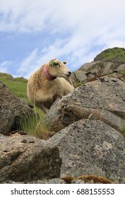 Lamb And Rocks,Lofoten Norway