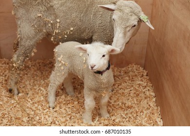 Lamb and sheep