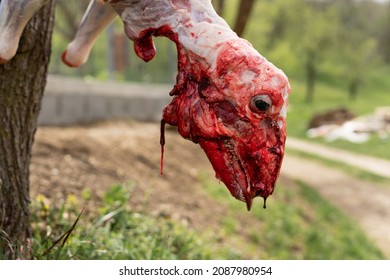 Lamb Slaughter Close Up On Skinned Head Of Sheep Slaughtered Animal Hanged On The Farm Outdoor