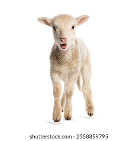 Lamb Sopravissana sheep, isolated on white