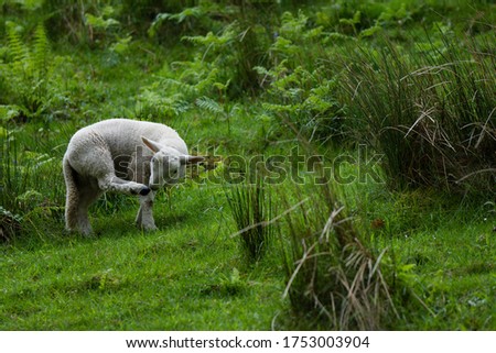 Similar – Image, Stock Photo The last unicorn Nature