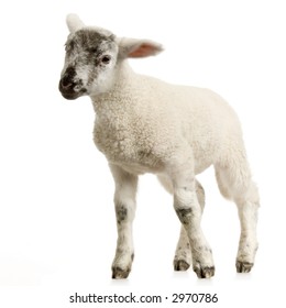 3,762 Standing up sheep Images, Stock Photos & Vectors | Shutterstock