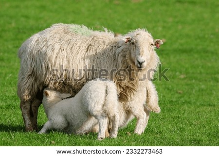 Similar – Schönes Lamm neben seiner Mutter