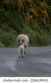 Lamb Walking Behind It's Mother On A Tarmac Road In The Wicklow Mountains, Ireland