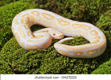 Lambent Albino Python