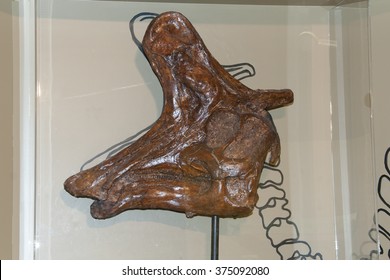 Lambeosaurus Skull