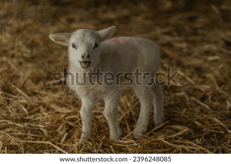 Lambing sheep indoors in Germany