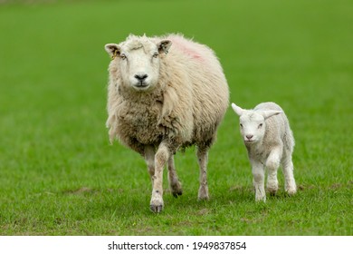 4,834 Lambing time Images, Stock Photos & Vectors | Shutterstock