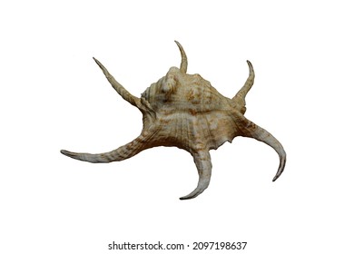 Lambis Sriracha Seashell Isolated On White Background. 