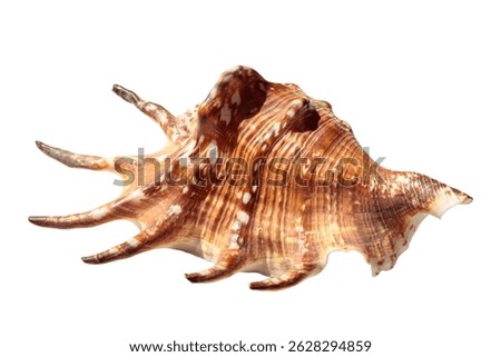 Lambis truncata, spider conch, seashell isolated on a white background.