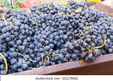 Lambrusco Grapes Modena