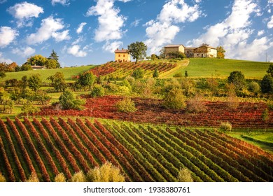 Lambrusco vineyards near Castelvetro, Modena province, Emilia Romagna, Italy