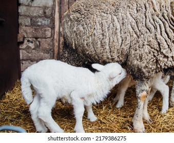Lambs drink milk from their mother.Livestock. The ranch. Animal husbandry.A group of sheep and small lambs are standing in a barn. Agriculture, sheep breeding.