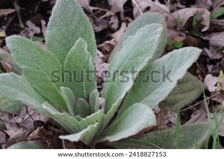 lambs ear green fuzzy plant  closeup of north American plant in Minnesota summer for Indian tobacco  