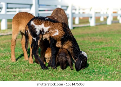 Lambs Eating Grass In Fram,lamb Grazing Green Grass,black And Brown Lamb  In Farm.