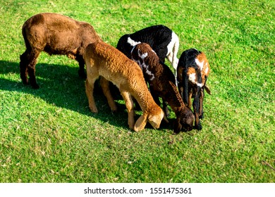 Lambs Eating Grass In Fram,lamb Grazing Green Grass,black And Brown Lamb  In Farm.