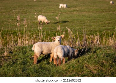 Lambs In A Field In Sussex On A Sunny Spring Evening