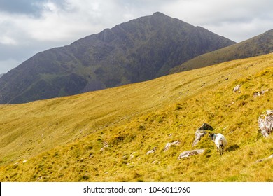 Lambs Grazing Mount Brandon