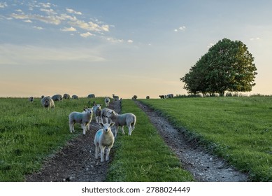 Lambs looking at the camera, on a hillside in rural Sussex on a sunny spring evening