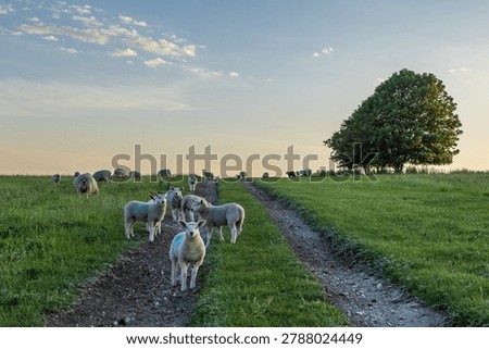 Lambs looking at the camera, on a hillside in rural Sussex on a sunny spring evening