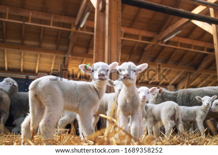 Lambs looking at camera in the wooden barn. In background group of sheep animals standing and eating on the farm.