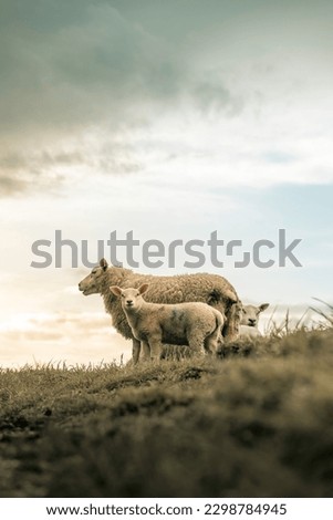 Lambs with mother sheep on a hill top, small baby sheep, white wooly farm animal, domesticated lambs, picturesque rural setting