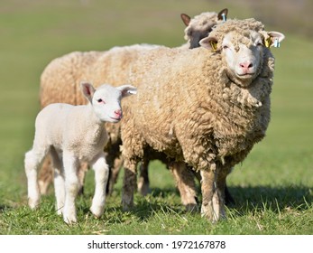 lambs on grass, ile de france sheep