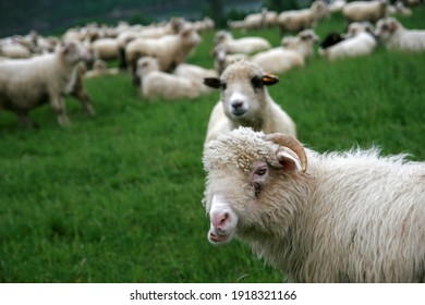 Lambs In Pieniny Mountains, Poland